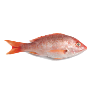 fish