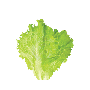 lettuce