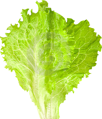 lettuce