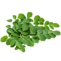 moringa