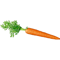 carrot