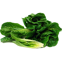 lettuce
