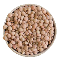 lentils