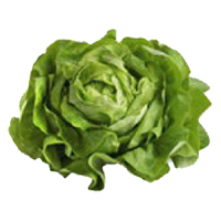lettuce